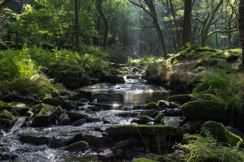 90377:The magic of Halstock Wood by RocksAndFernstumblr |...