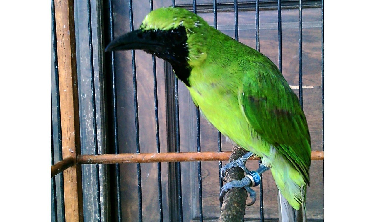 Gambar Branjangan Jawa : Ciri Ciri Burung Branjangan Jawa ...