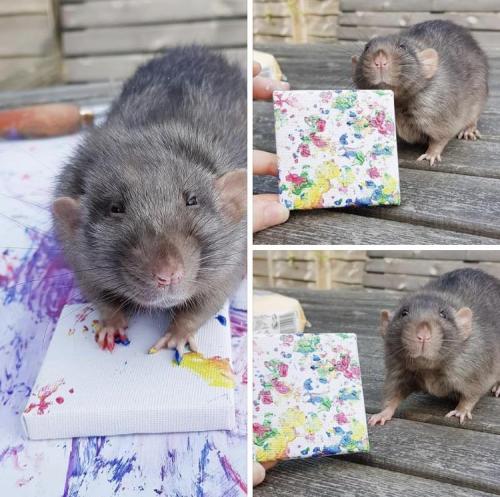 babyanimalgifs