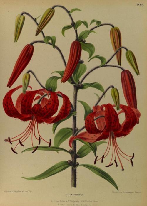 heaveninawildflower:Lilium.Illustrations taken from ‘Album van...