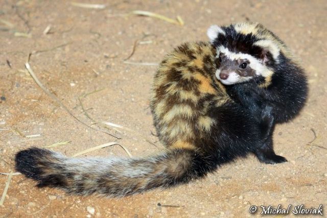 Don't Get Bit — Marbled Polecat Marbled polecats have a...