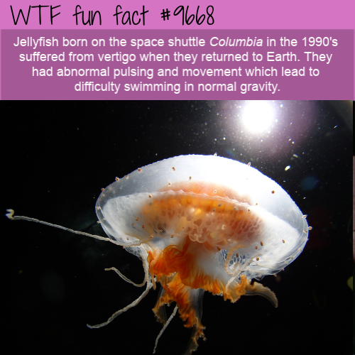 Jellyfish born on the space shuttle Columbia in the 1990′s suffered from vertigo when they returned to Earth.  They had abnormal pulsing and movement which lead to difficulty swimming in normal gravity. 