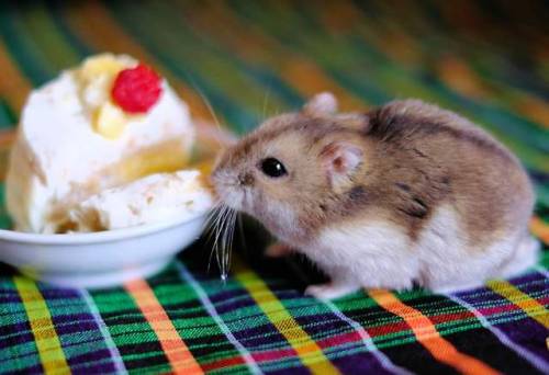 hamster cake tiny food animals cute birthday cute animals he& 039;s two! my big boy he& 039;s so grumpy i love him