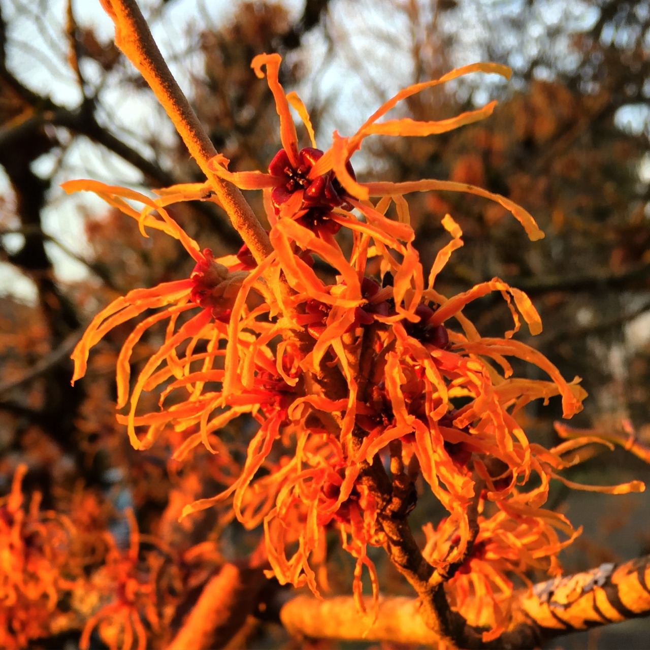 The Milk Barn Farm — Signs of Spring Having spent most of ...