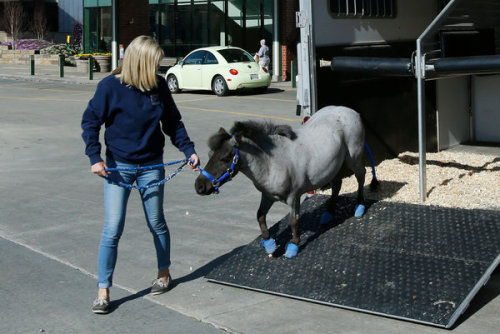 Miniature Horses Are Welcome on Alaska Airlines (But No...