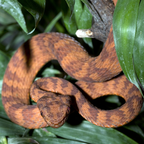 exotic-venom:(Trimeresurus flavomaculatus halieus) Not...