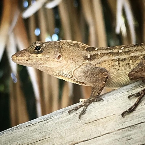 Lots of these Anna Maria Island residents creepin’ around....