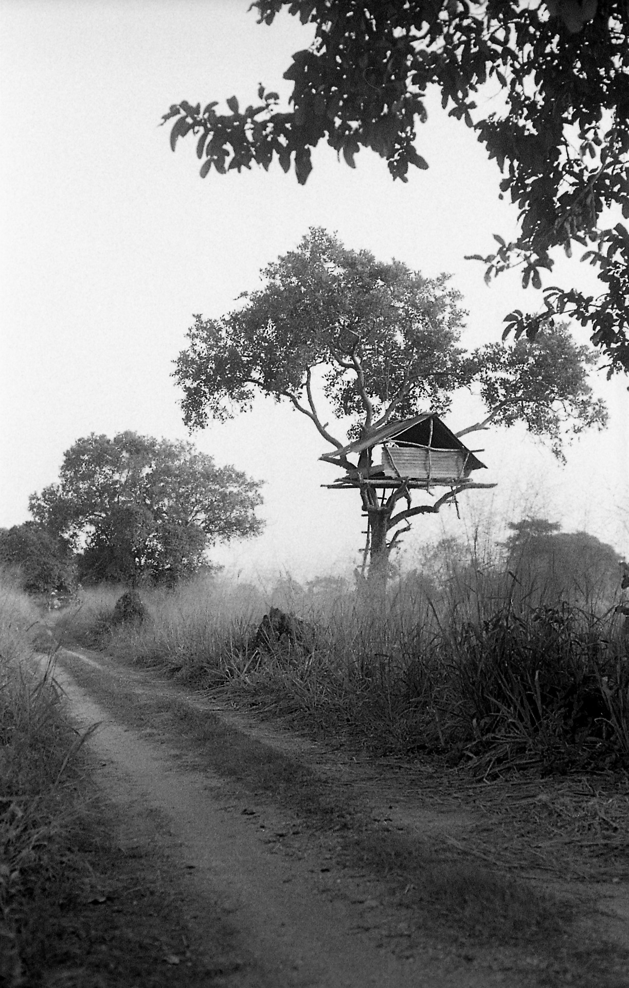 Film Photo By Ranil Herath Tree House Nikon FM2N With Nikkor 50mm F2 Ais Film Photo By Ranil Herath Tree House Nikon FM2N With Nikkor 50mm F2 Ais
