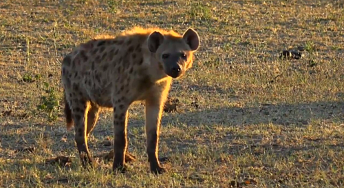 melancholyprince:i took screen shots of the hyenas from the...