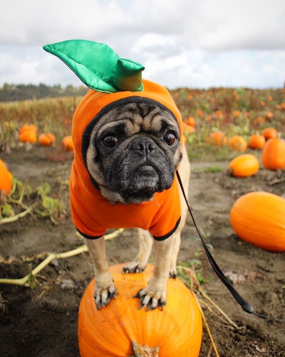 Alone And Bored — Pugs: Who’s Ready For Halloween?! 💀🎃💛 We Don’t