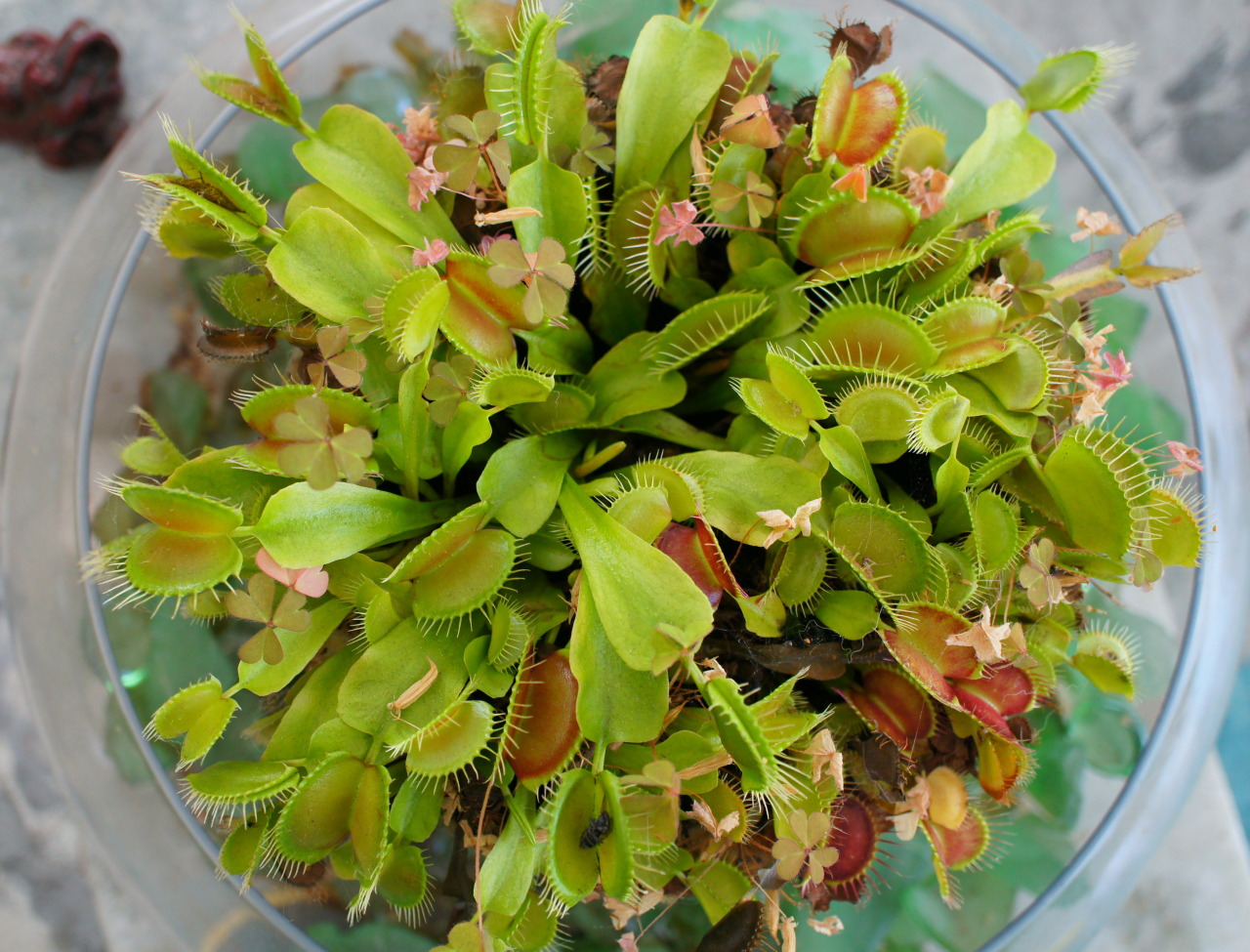  flora  file flora  file How to keep your venus  fly  trap  