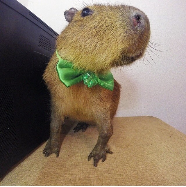 Capybara Memes — feeling snazzy when you dress up