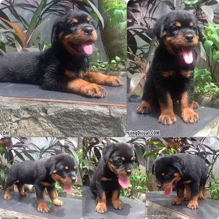 27++ Anjing rottweiler anakan new