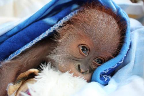 Baby Orangutan Thriving Under Keepers’ CareA baby...