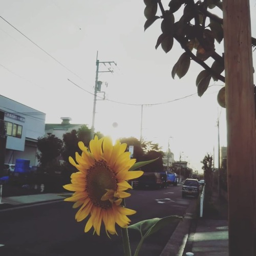 島の夕暮れ#島 #ひまわり #ヒマワリ #向日葵 #sunflower #夕暮れ #消えたくなる #飛行機雲 ...