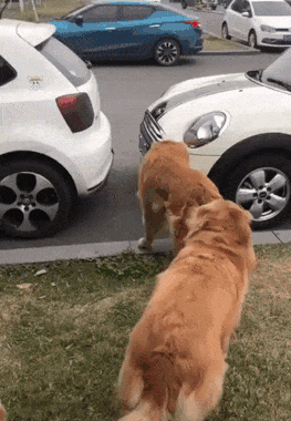 The Funniest Thing GIFs