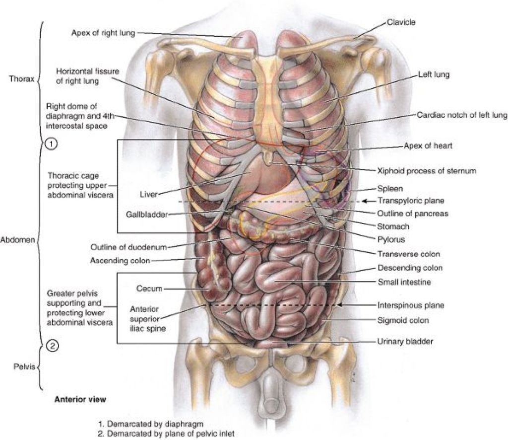 Что находится снизу ребер. Строение органов слева спереди. Анатомия человека внутренние органы брюшной полости. Анатомия человека справа под ребрами спереди. Анатомия человека внутренние органы расположение под ребрами.