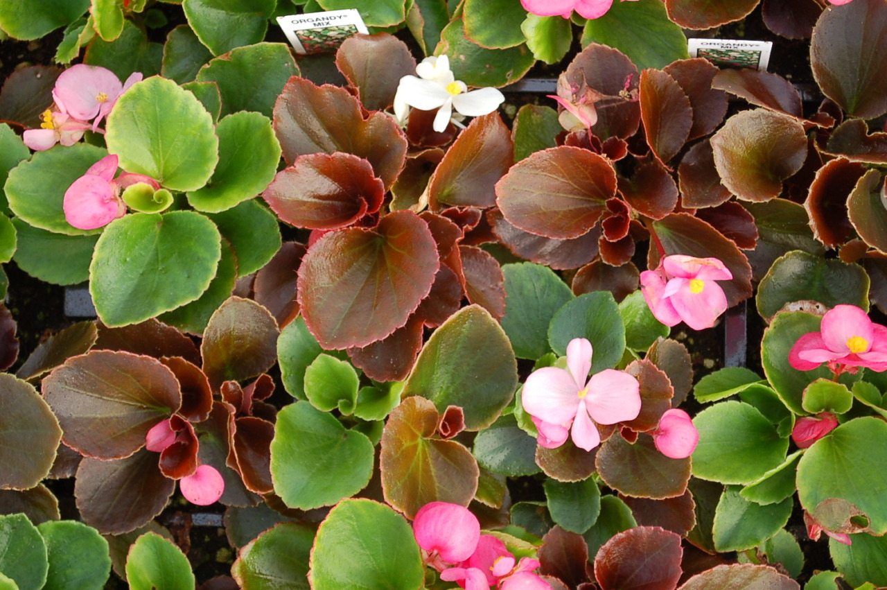 Did you know? - Begonia semperflorens ‘Organdy Mixed’ (Fibrous...