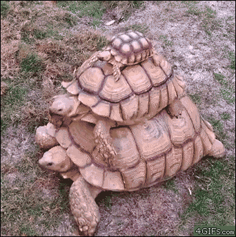 tortoises animated gif | WiffleGif