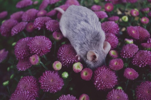 savannamatsonart:Mice in Flowers