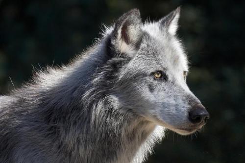 sisterofthewolves:Picture by Zoo Palmyre