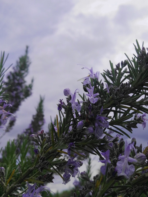 landscape-and-garden:Rosemary (Rosmarinus officinalis) -...