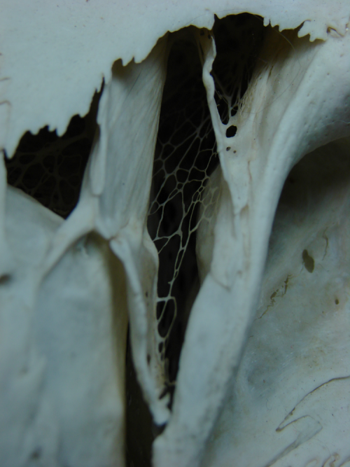 elk skull cervine skull animal skull animal bones