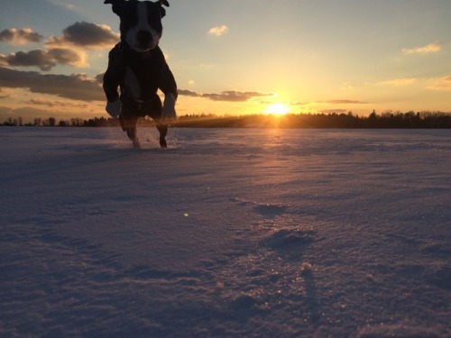 endless-puppies:Staffie, Pit, Lab mixSubmission...