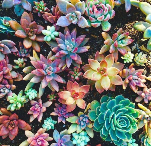 succulent-plant | Tumblr