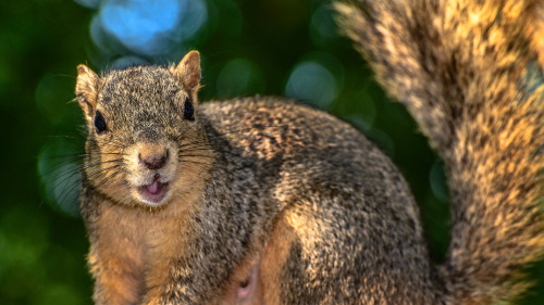 mysquirrelfriends