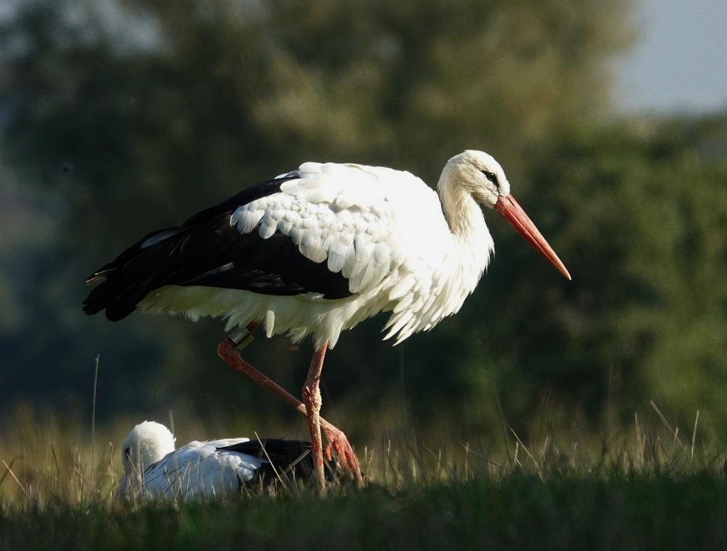 Oiseaux Birds