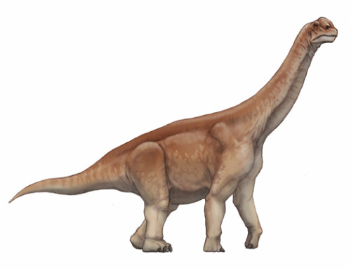 The chambered lizard, Camarasaurus (1877)
Phylum : Chordata
Class : Reptilia
Order : Saurischia
Suborder : Sauropodomorpha
Family : Camarasauridae
Genius : Camarasaurus
Species : C. supremus, C. grandis, C. lentus, C. lewisi
• Late Jurassic (155 -...