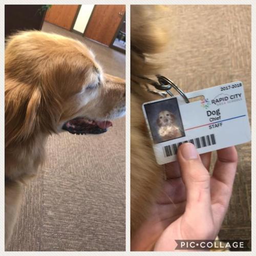 doggos-with-jobs:My high school’s anxiety consultant , Chief...