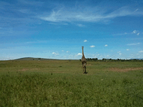 Animated Traffic: Masai Mara, Kenya.