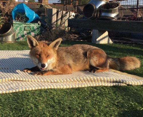 a-fantastic-fox:Actor/comedian Tom Bell found a fox chilling...