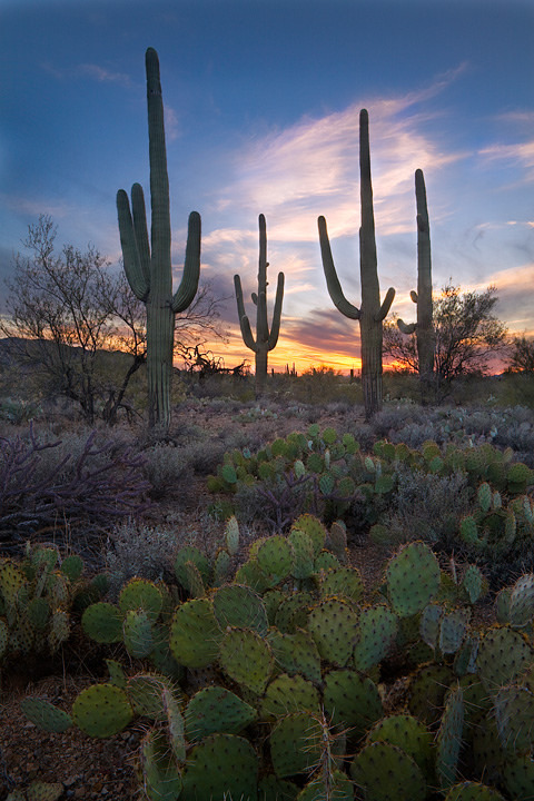 phantastrophe:Saguaro National Park, Arizona...