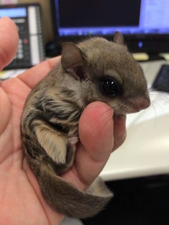 baby flying squirrel Tumblr