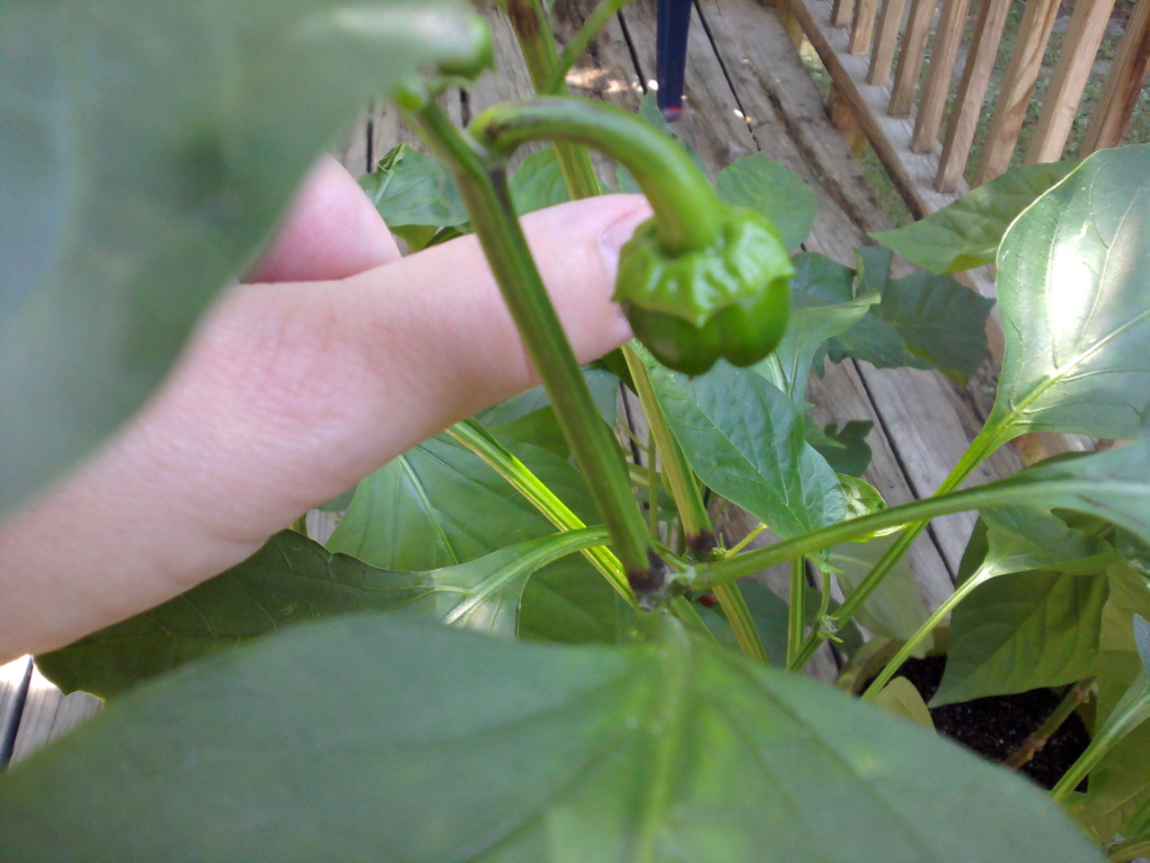 one tiny green bell pepper with a human thumb for size comparison