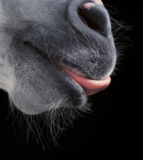 ainawgsd:Whiskers! Horses