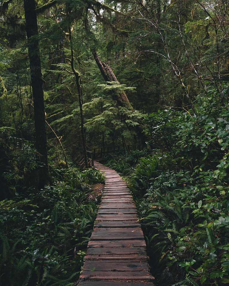 Adventurous Life — #adventure , Little path in the forest [[MORE]] 🌍...
