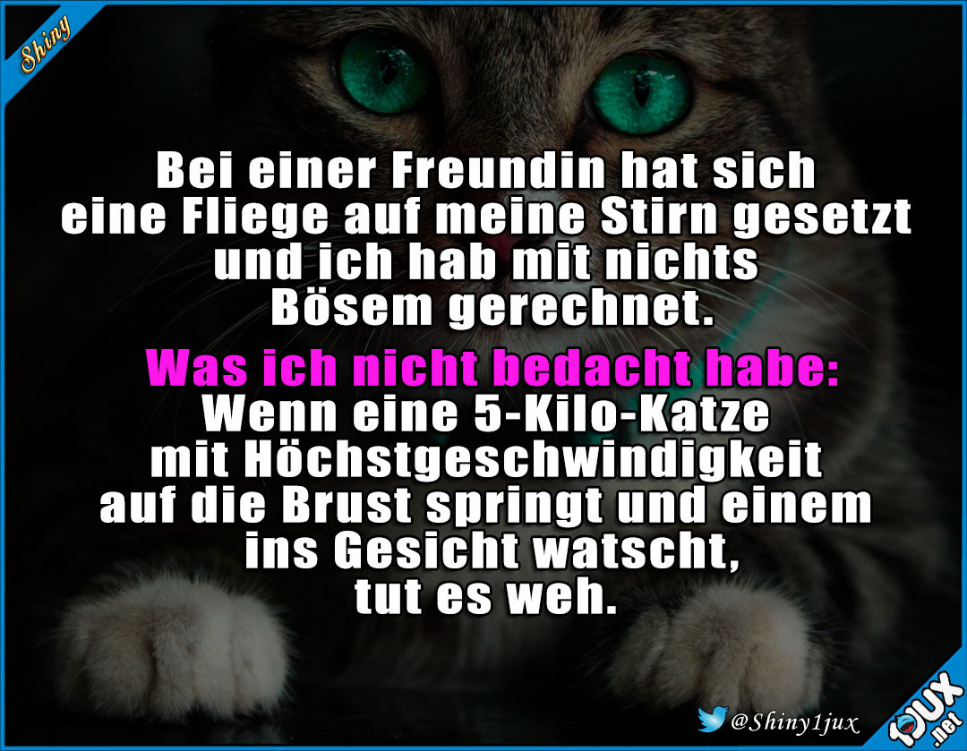 Lustige Sprüche Leben Mit Katzen Kann Gefährlich Sein