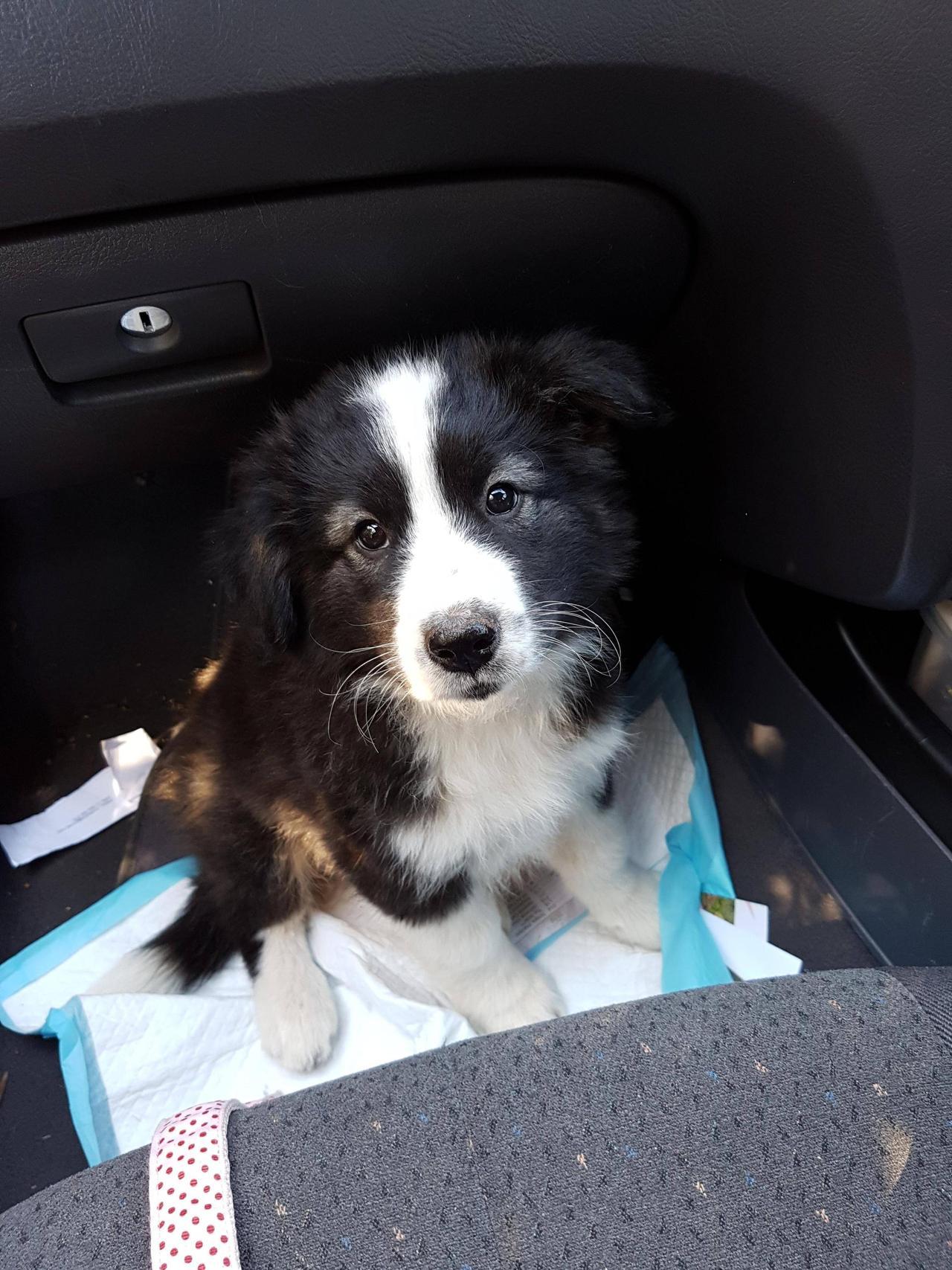 Puppies Maddie The Husky X Malamute X Golden Retriever