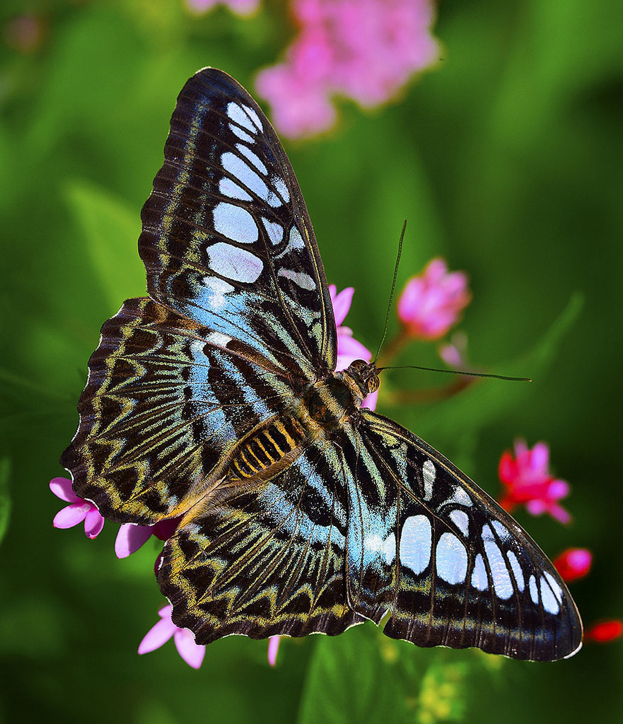 Beauty Rendezvous - Iridescent Blue Clipper Butterfly (by pedro...