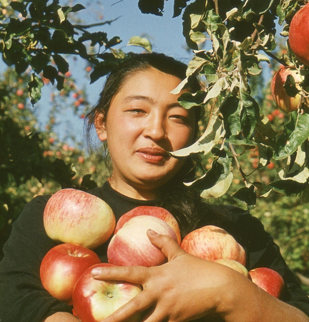 Apple picking near Alma-Ata (Kazakhstan), 1972