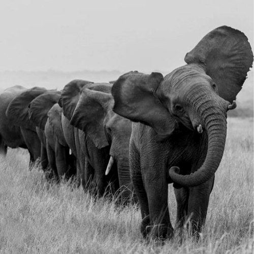 black and white elephant | Tumblr