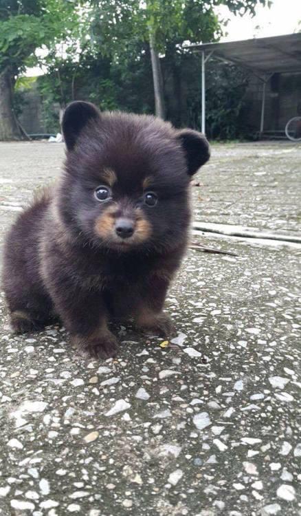 This little bear? Follow for more cute posts!