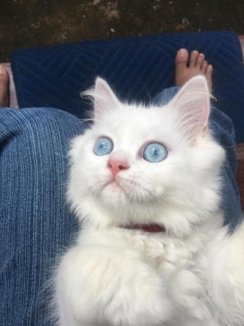 cuteness–overload:This is Simba. She is deaf, but she...