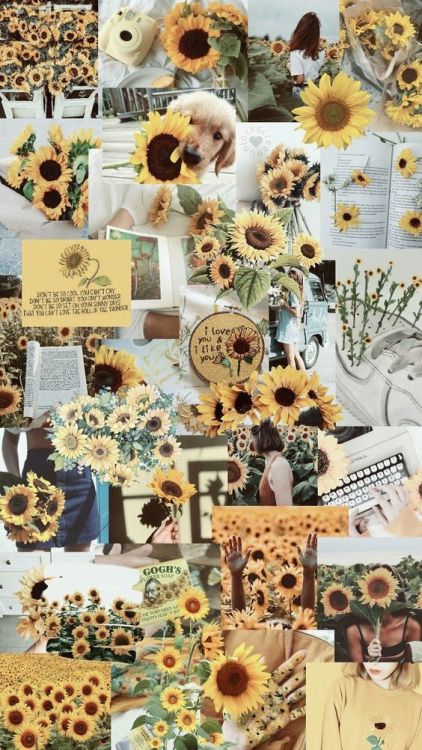 Sunflower Wallpaper Explore Tumblr Posts And Blogs Tumgir