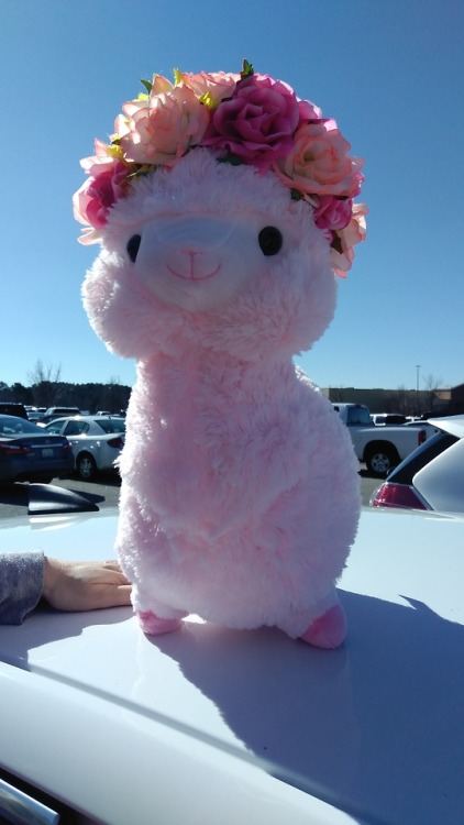 giant stuffed pink llama