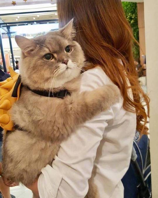 Happy life for fat cats.